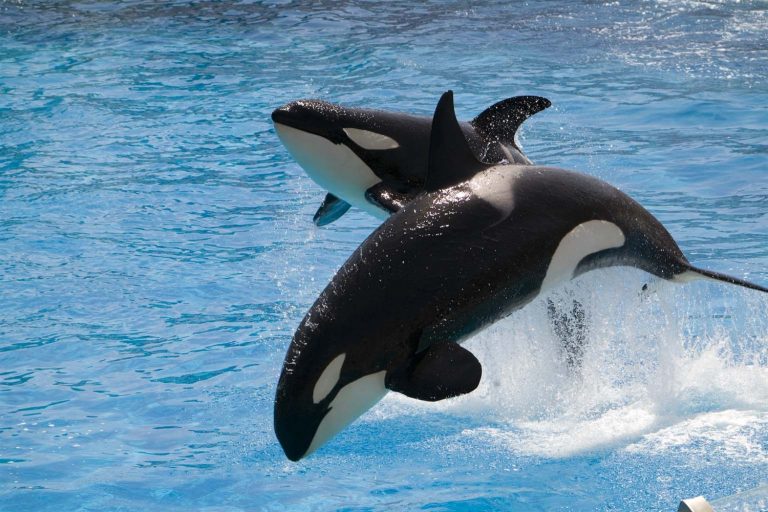 THE ECO-OCEANS CUSTODIANS’ COUNCIL (EOCC):