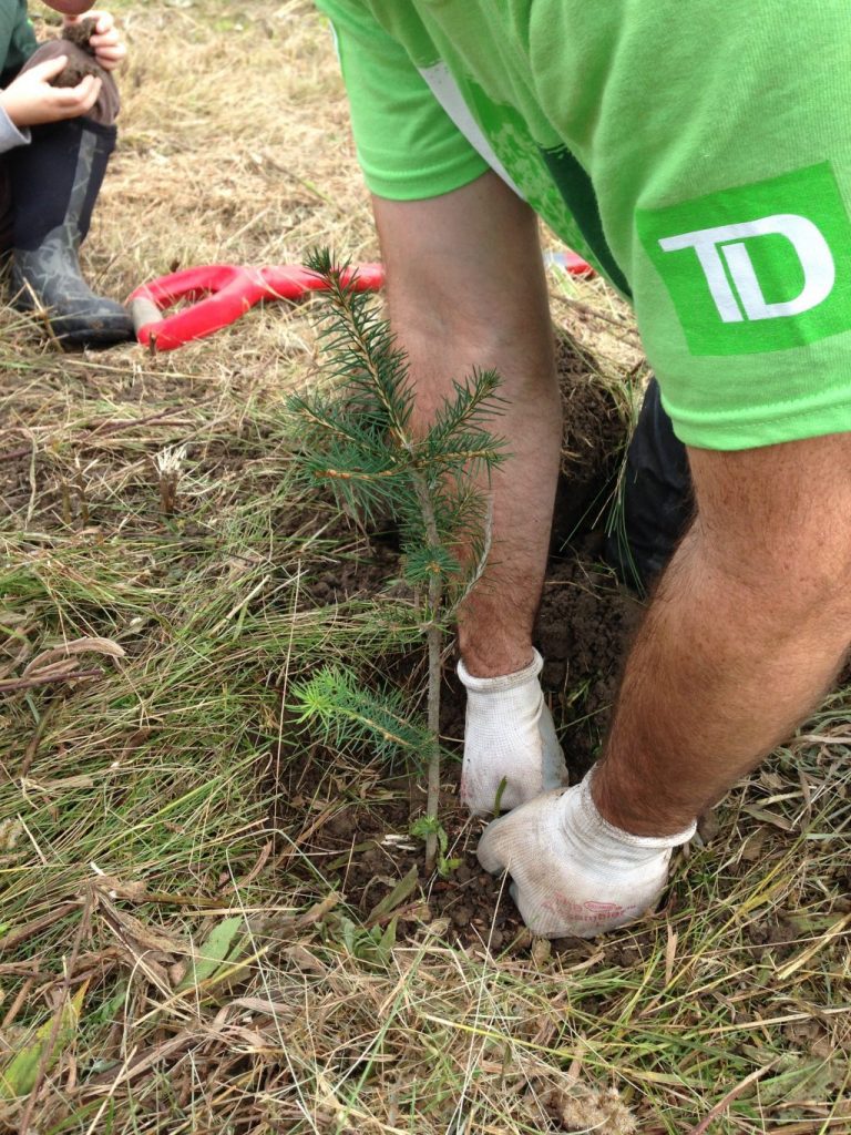 TD Bank Group and RRCA Work Together to Plant Trees at Gray’s Creek
