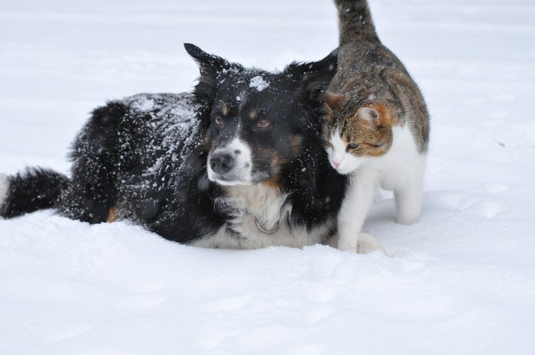 The Ontario SPCA and Humane Society urges caution to keep pets safe in cold weather