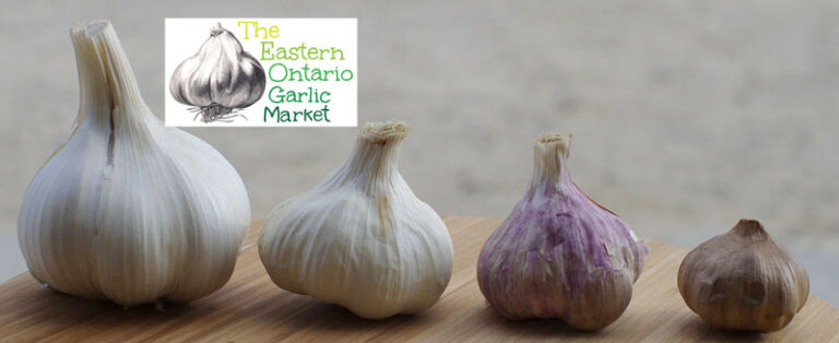 5 questions with the organizer of the “Eastern Ontario Garlic Market”, happening in Cornwall this Sunday, September 27th. -10am to 3pm at Lamoureux Park.