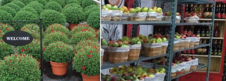 OUT and ABOUT with Seeker Chick Mai-Liis – at Marlin Orchards & Garden Centre – “Pick Your Own” event happening this weekend…