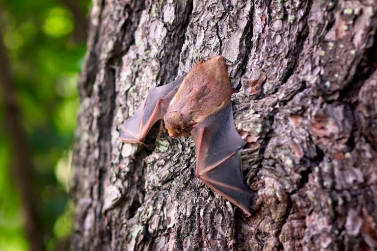 EOHU Reminds Residents to Be Cautious Around Bats