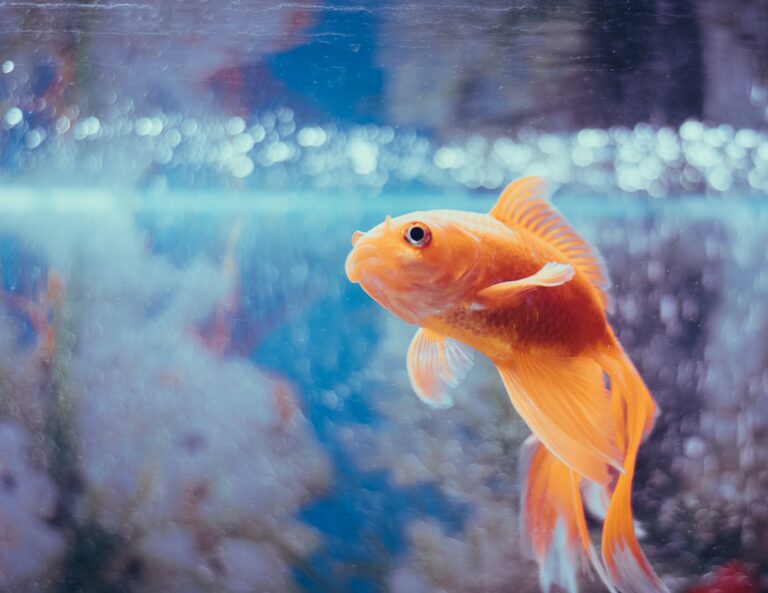Here’s How You Can Keep Your Pet Fish Happy And Healthy
