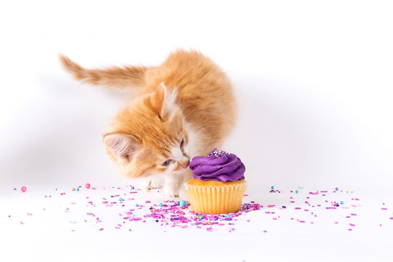 Sweet news from the Ontario SPCA and Humane Society – National Cupcake Day™ goes virtual