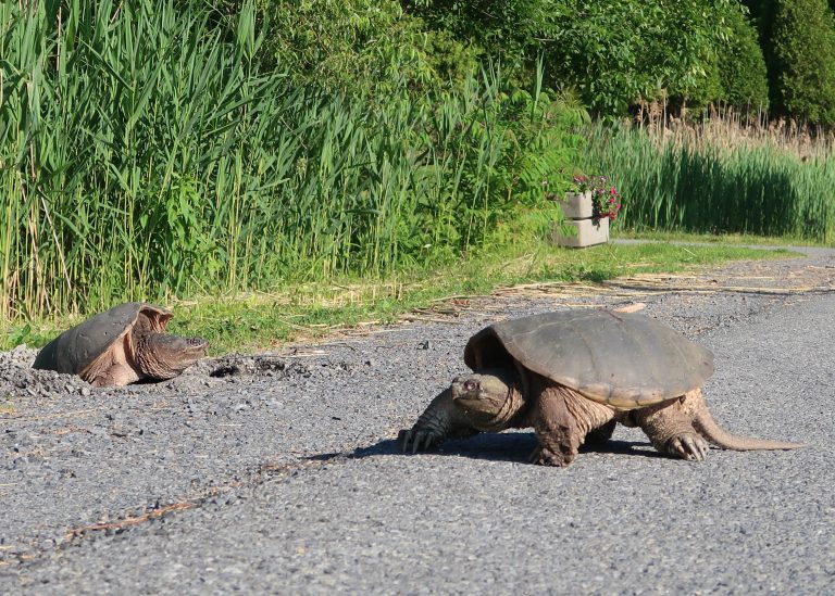Turtles On the Move in RRCA Conservation  Areas