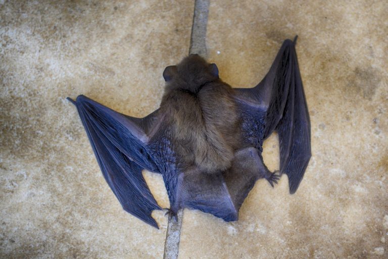 A Homeowner’s Guide To Bat Pest Control