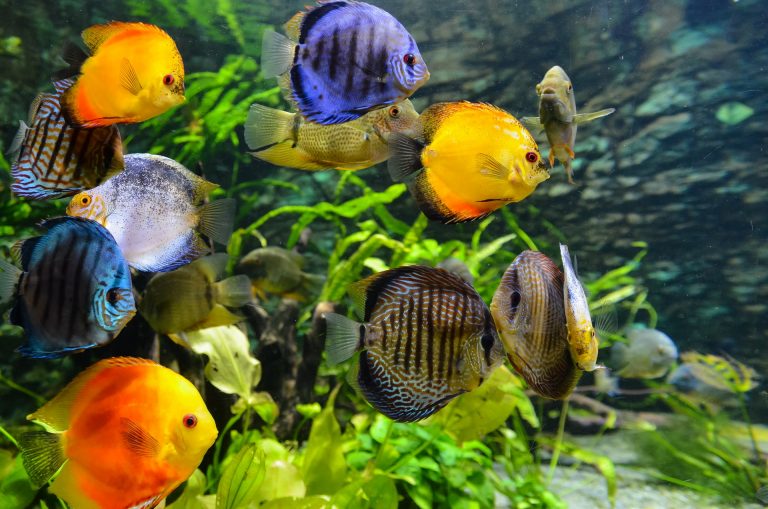 Important Aquarium Safety and Care Tips That You Need to Learn