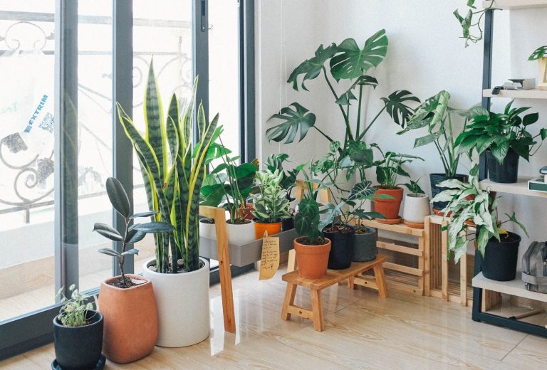 6 Reasons Why You Need To Have More Plants In Your House