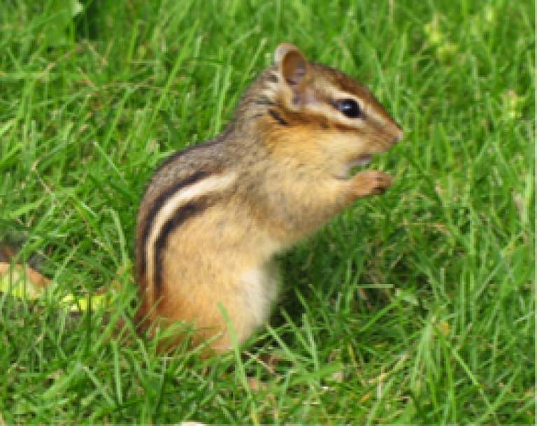 Wondrous Life – July 2021 – a story about Burtie aka Haliburton