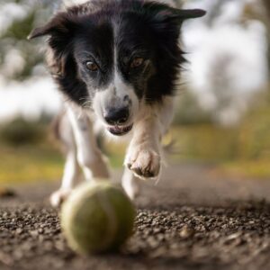 tilt shot photo of dog chasing the ball