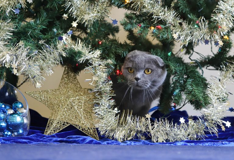 The Ontario SPCA Stormont, Dundas & Glengarry Animal Centre kicks off its iAdopt for the Holidays adoption campaign, presented by Swiffer®