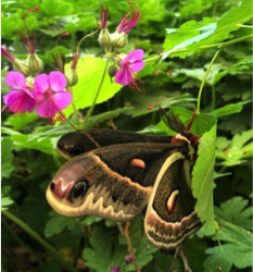 Beginnings – The Latest News from Transition Cornwall+