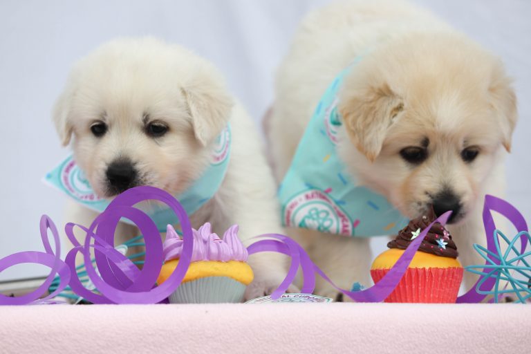 Join the National Cupcake Day™ celebrations and do something sweet for animals in need