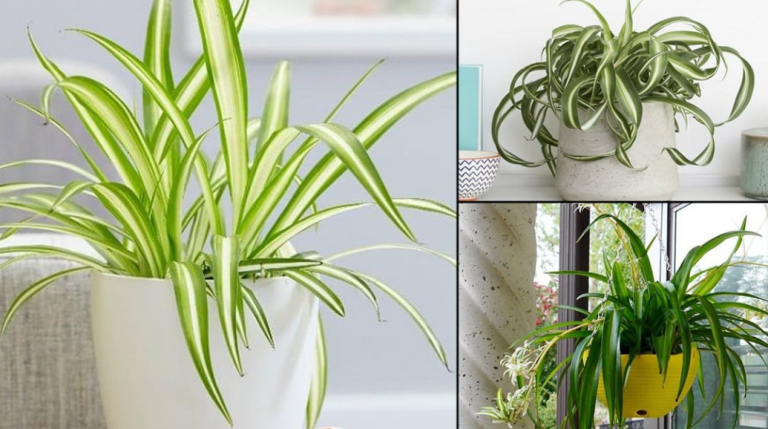 Ask Anna – Indoor plants to boost your mood and clean the air.