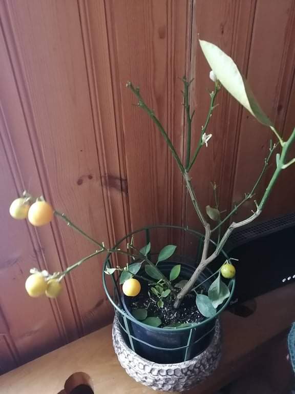 Gardening Questions … Ask Anna – My Orange Tree has dropped its leaves, why?