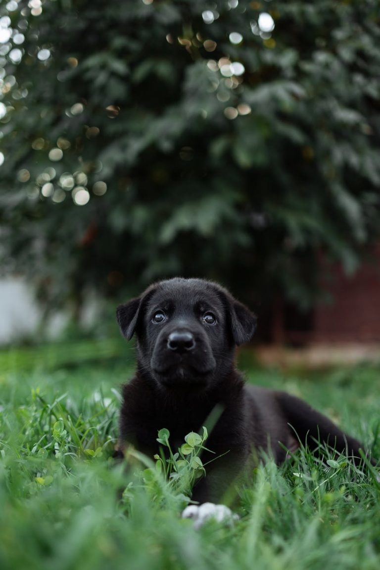 How to Make Sure That Your Dog Is Safe In Your Backyard