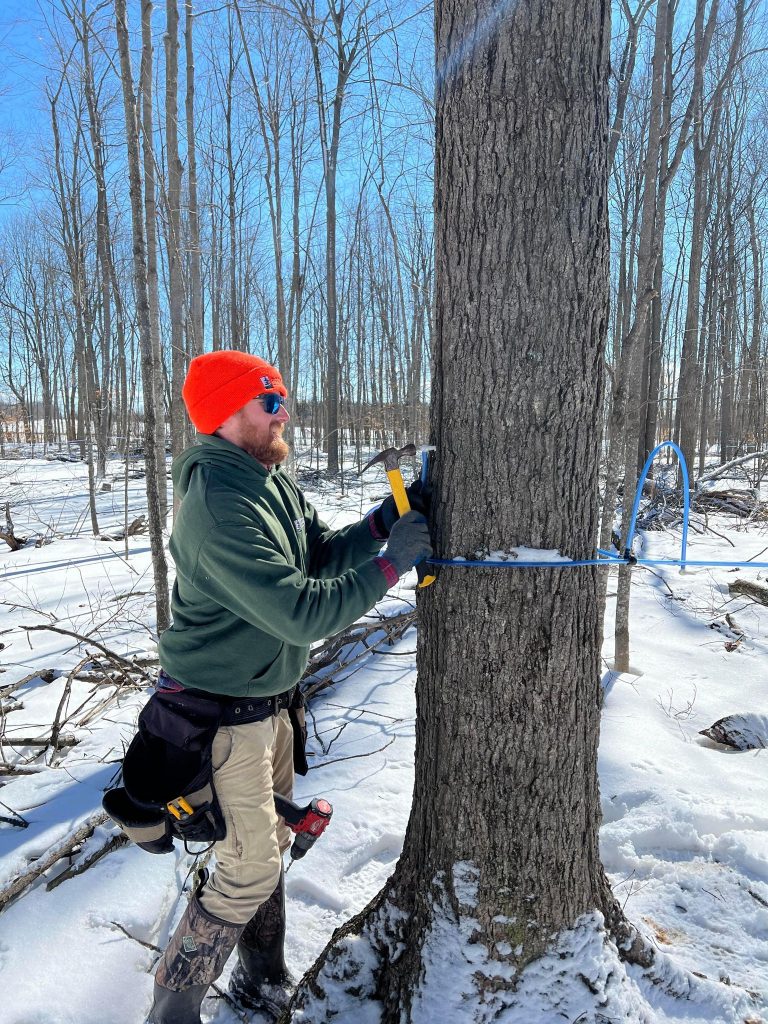 Tap Into Maple at the Oschmann Forest Conservation Area