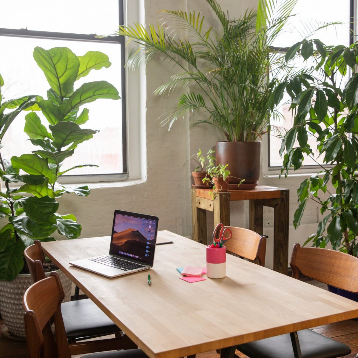 indoor plants in an office