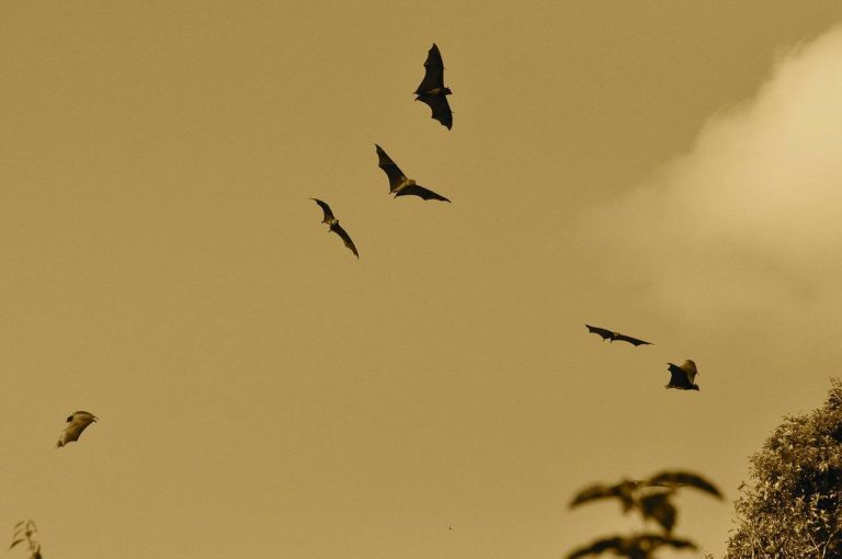 Bats and Rabies: Staying Safe in the EOHU