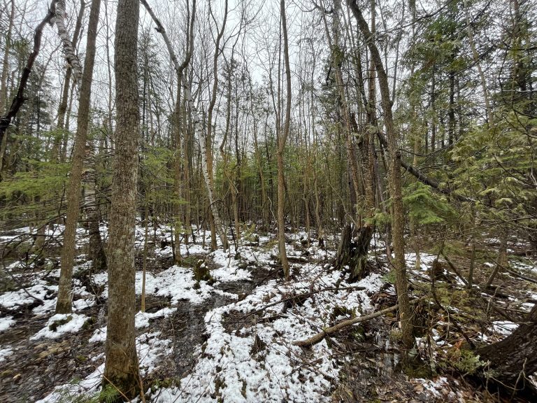 Township of South Glengarry to Donate 115 Acres of Forests to RRCA&nbsp;