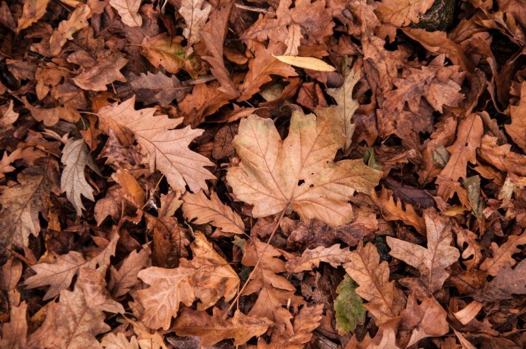 Leaf and Yard waste collection to start April 11