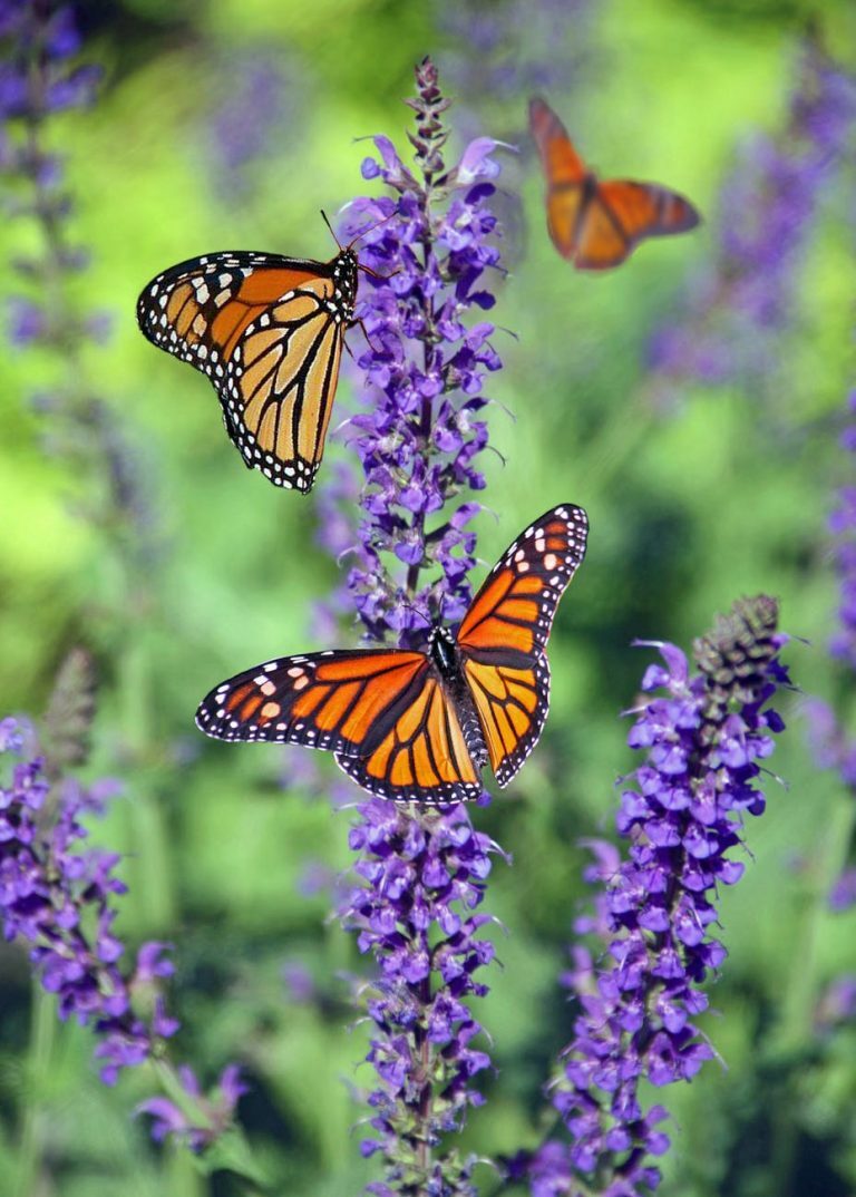 SDG Butterflyway Project Kicks Off 2022 Season in Cornwall, SDG & Akwesasne