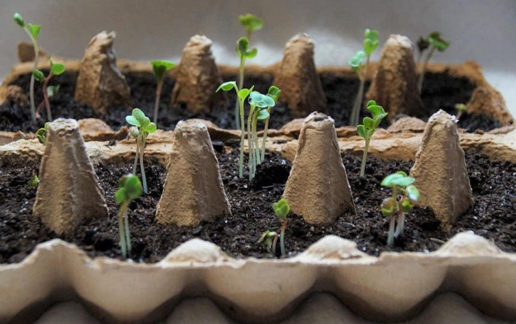 Gardening Questions? … Ask Anna – How do I start planting veggies from seed…