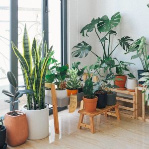 potted green indoor plants