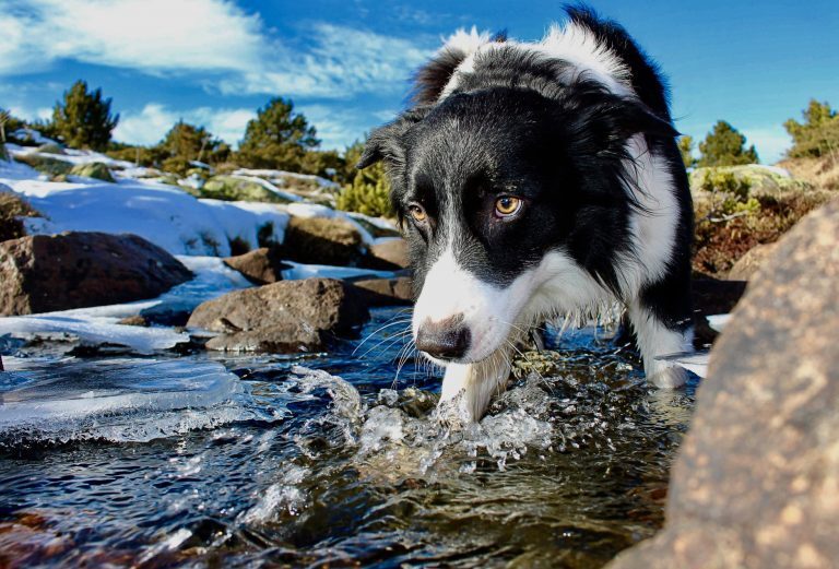 Keep pets cool when temperatures soar! 5 tips to keep your furry friend safe this summer