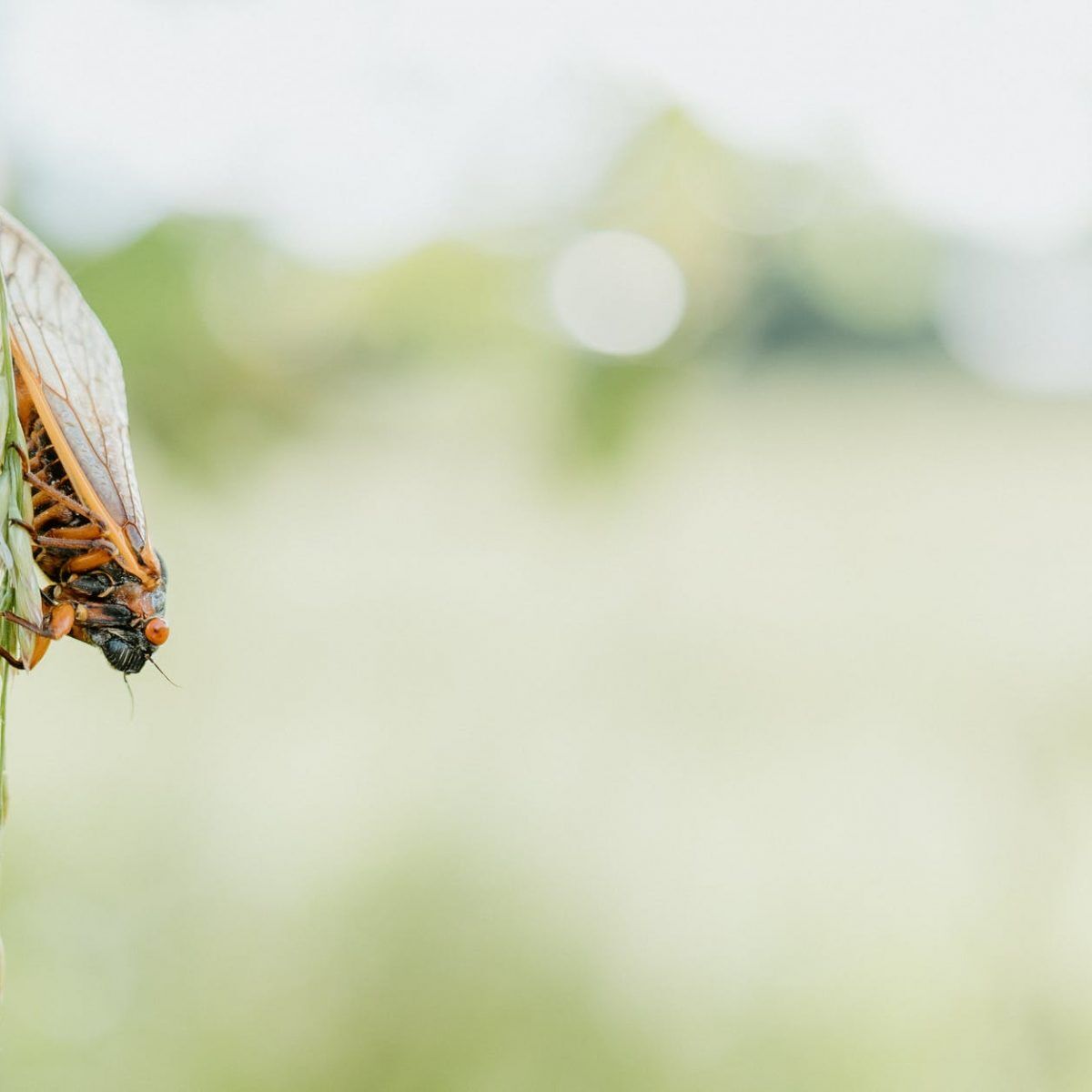 cicada perched on a leaves