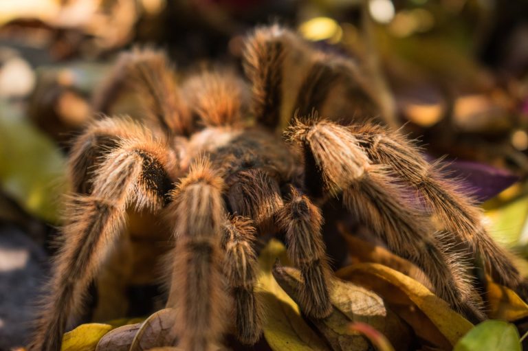 ARACHNOPHOBIA– FEAR OF SPIDERS, PRECAUTIONS, AND TREATMENT