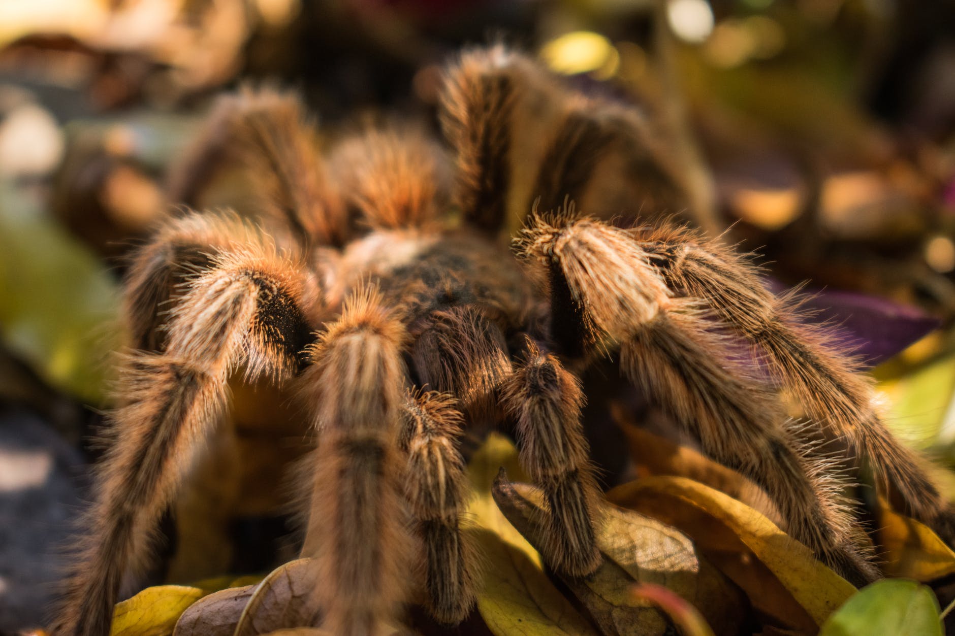 close up photo of brown tarantula