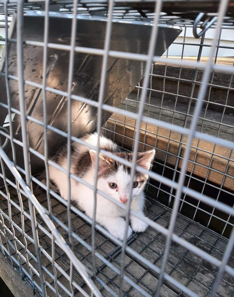 Meet the Candidates: Mary Jane Proulx