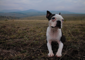 6 Tips To Keep Your Dog Beautiful And Healthy