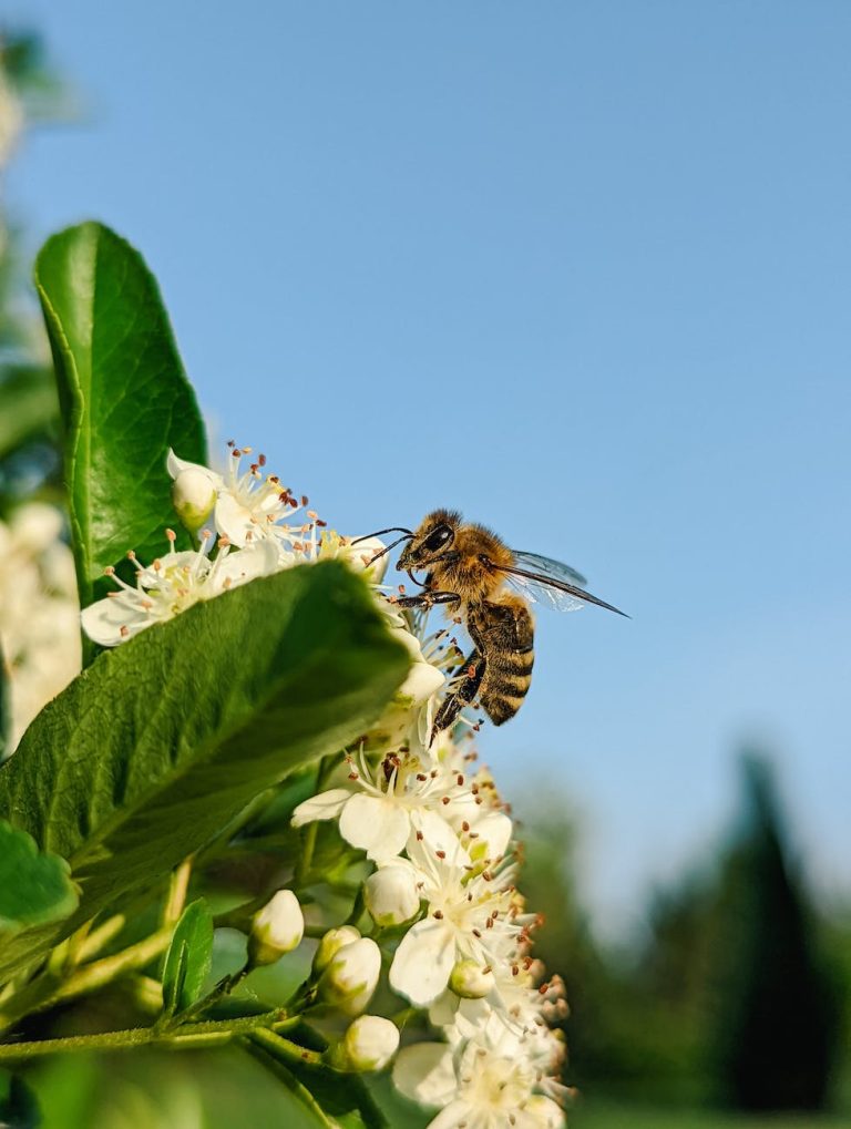 Planting of educational pollinator gardens begin