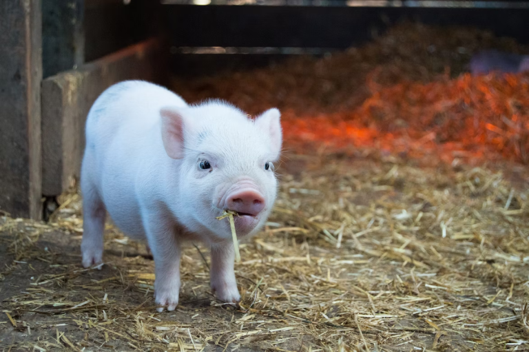 How To Keep Your Farm Animals Healthy