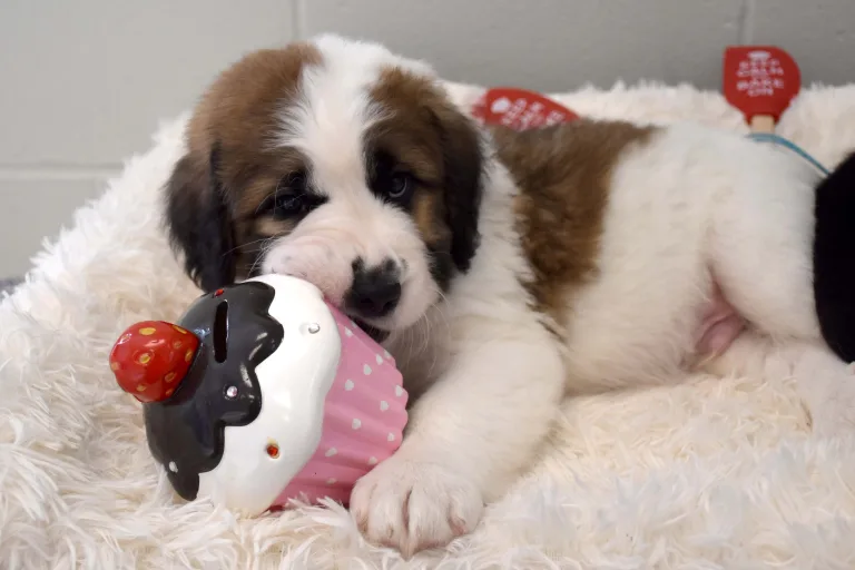 Cupcake lovers and animal advocates, rejoice!