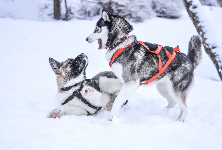 6 Useful Tips for Husky Owners on Proper Dog Training Techniques