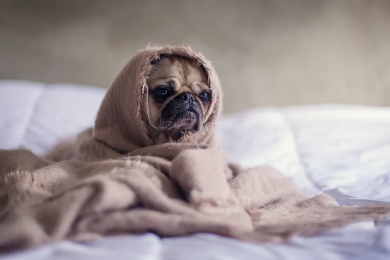 How To Take Care Of Your Pet That’s Feeling Unwell