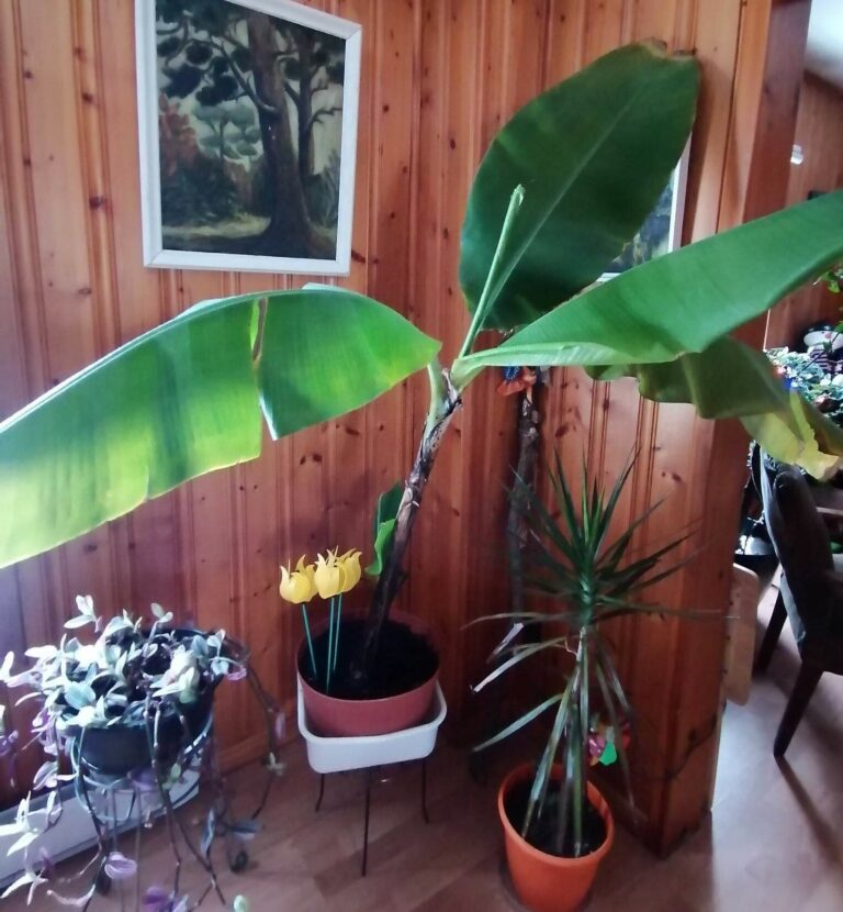 What’s Happening With My Banana Plant – Ask Anna
