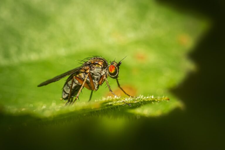 Improve The Quality Of Your House By Hiring The Right Pest Inspection Service