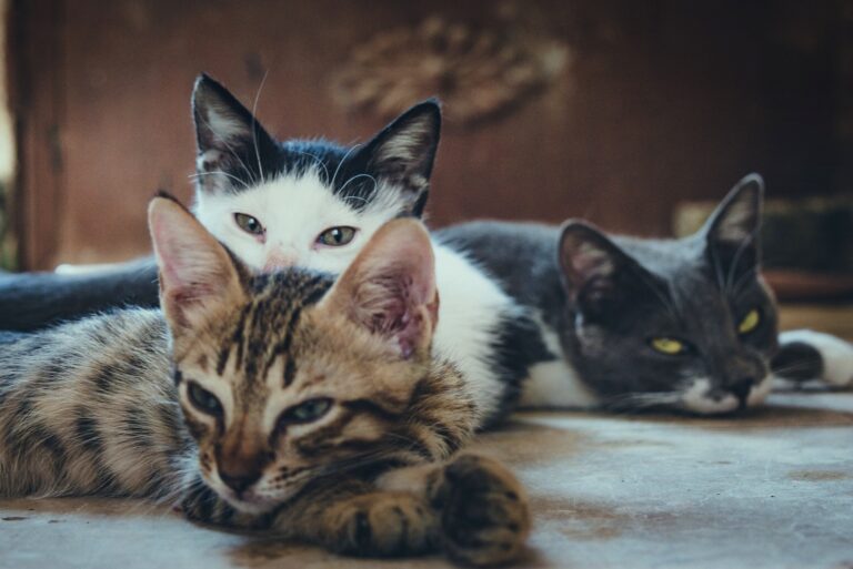 The OSPCA and Humane Society mobile spay/neuter unit rolls into Cornwall