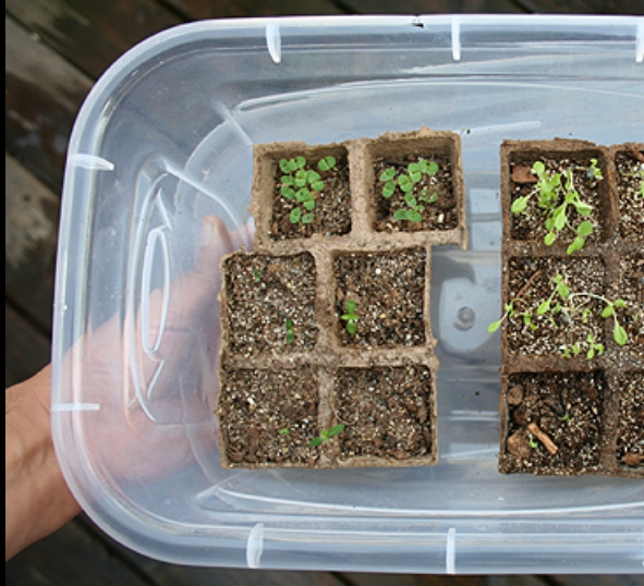 Ask Anna – How and When do I Start my Seeds Indoors?