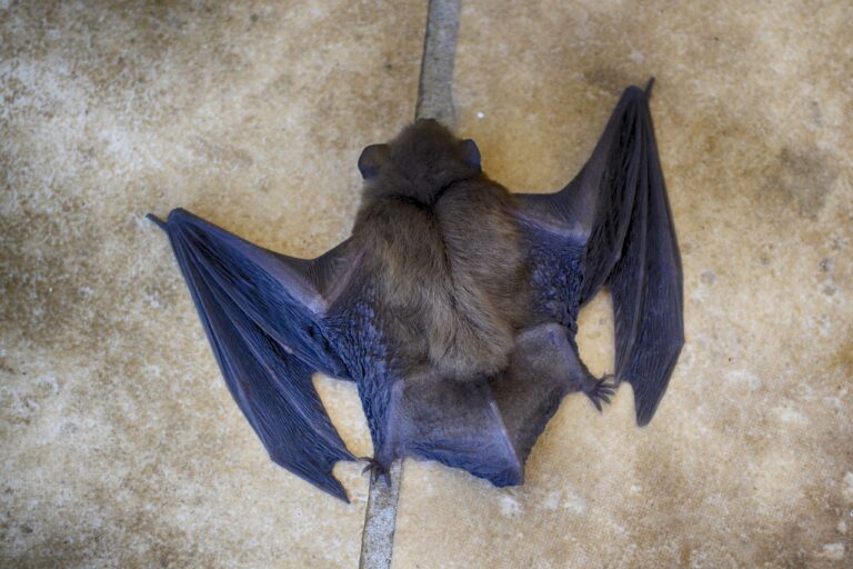 Important Notice: Rabies Detected in Local Bat – EOHU Urges Residents to Take Precautions