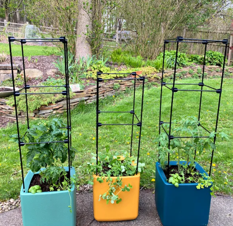 How to Fertilize a Tomato Plant in a Pot – Gardening Questions