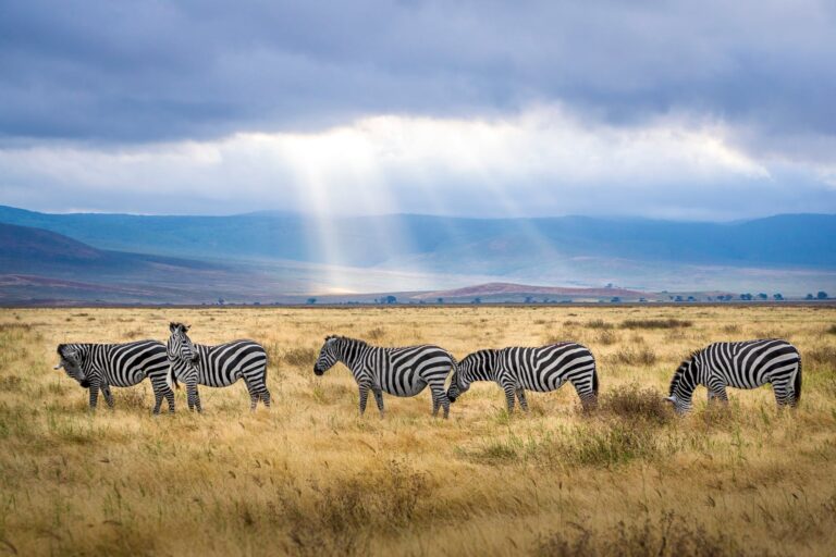 Tanzania Small Group Tours: A Personalized, Intimate, and Unforgettable Adventure