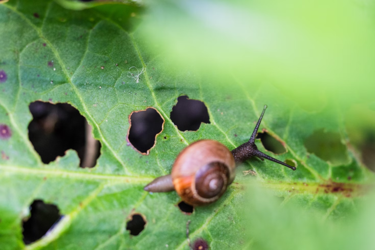 The Battle Against Pests: 6 Effective Strategies for Pest Control