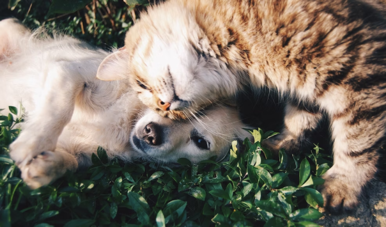 What to Consider Before Getting a Pet: Important Factors for a Happy Home