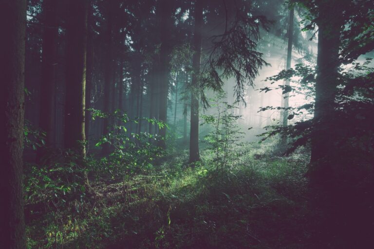 The Healing Power of Forest Bathing