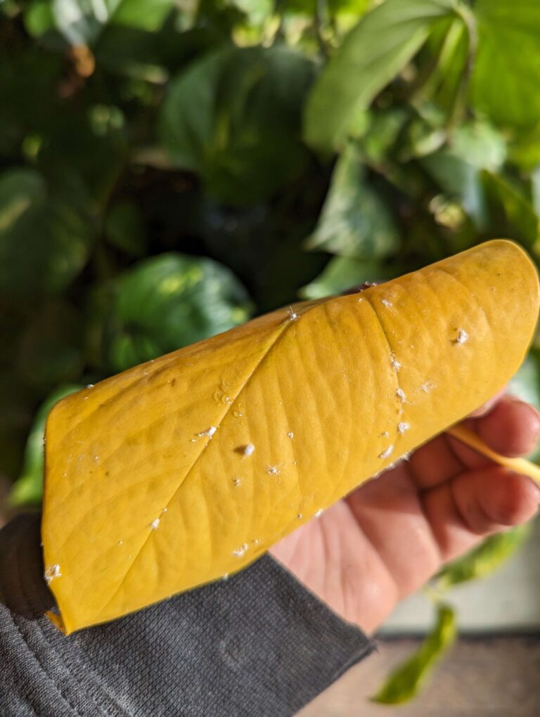 Ask Anna – Mealybugs